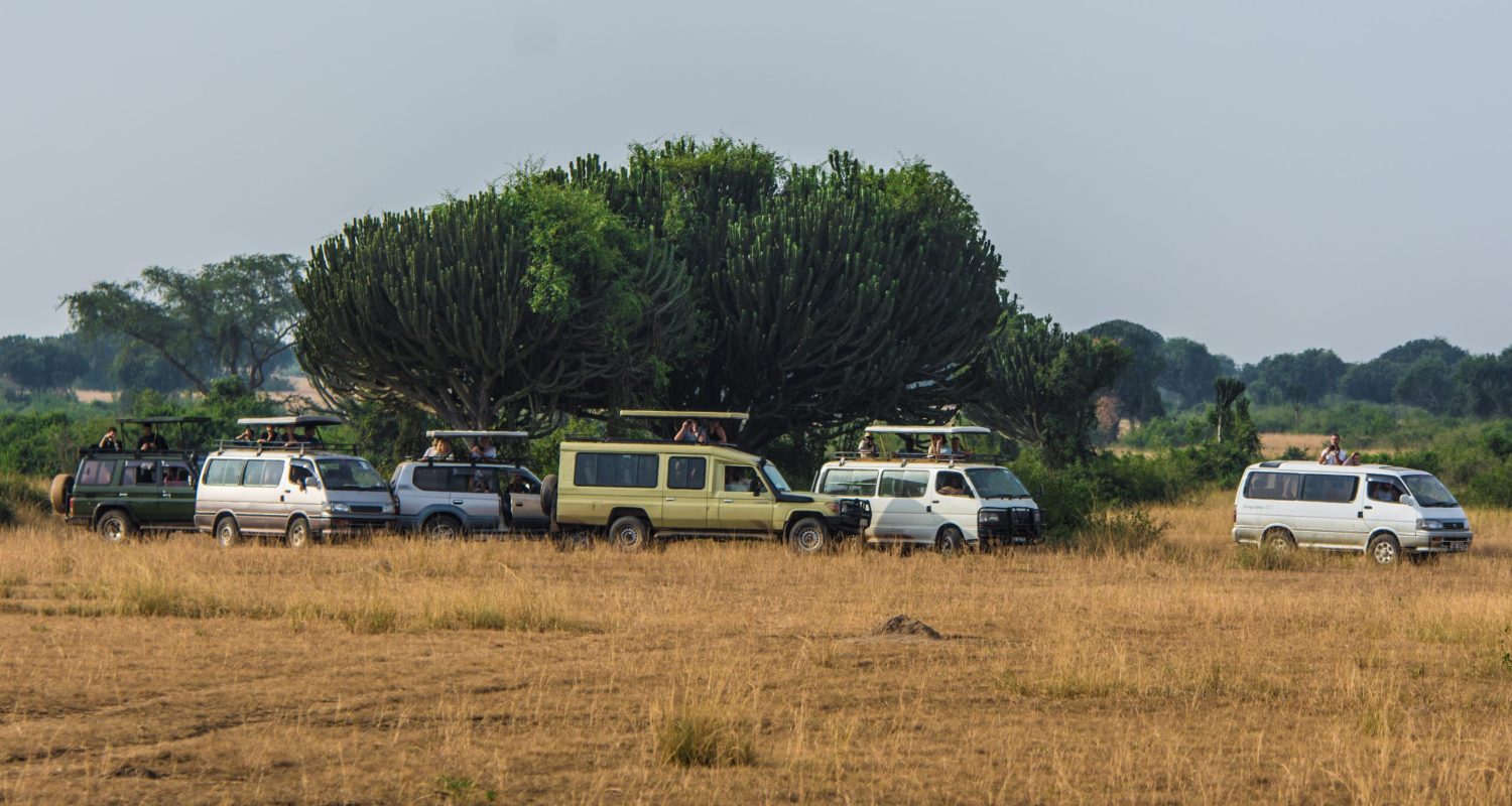 Cars in the park