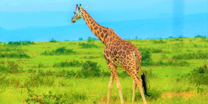 Akagera National Park