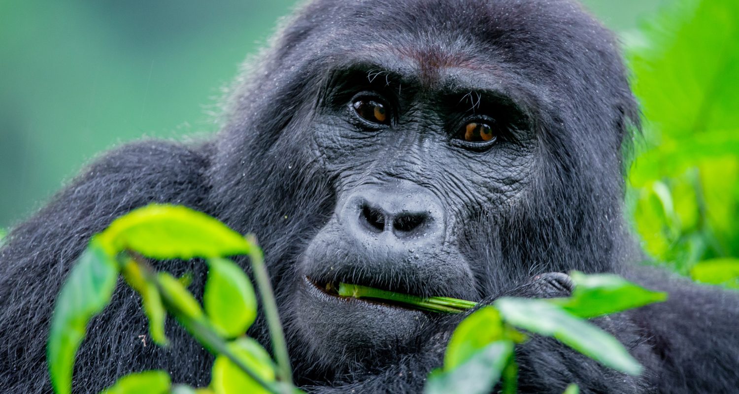 Gorillas