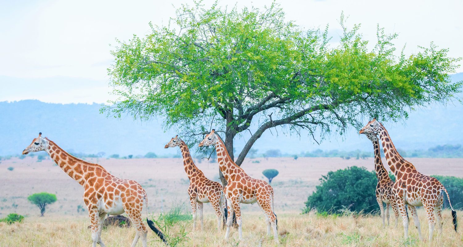 Giraffes in Murchison